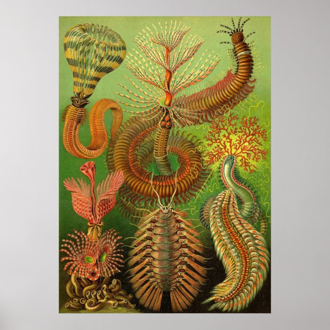 Poster Ernst Haeckel - Chaetopoda (Frente)