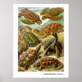 Poster Ernst Haeckel Chelonia