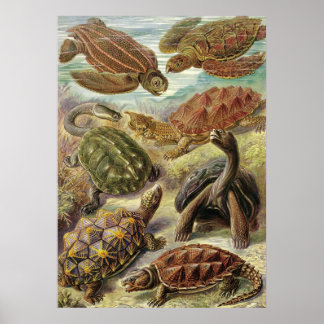 Póster Ernst Haeckel - Chelonia