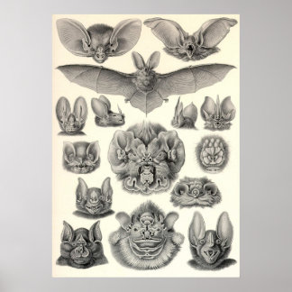 Poster Ernst Haeckel - Chiroptera Bats