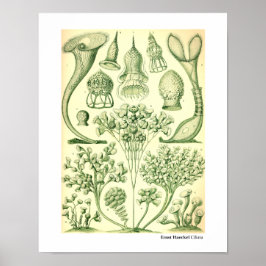 Póster Ernst Haeckel Ciliata