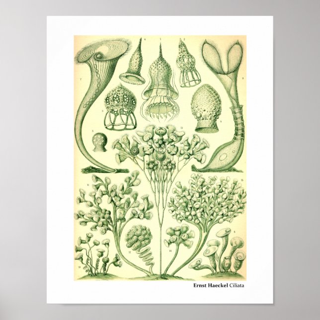 Póster Ernst Haeckel Ciliata (Frente)
