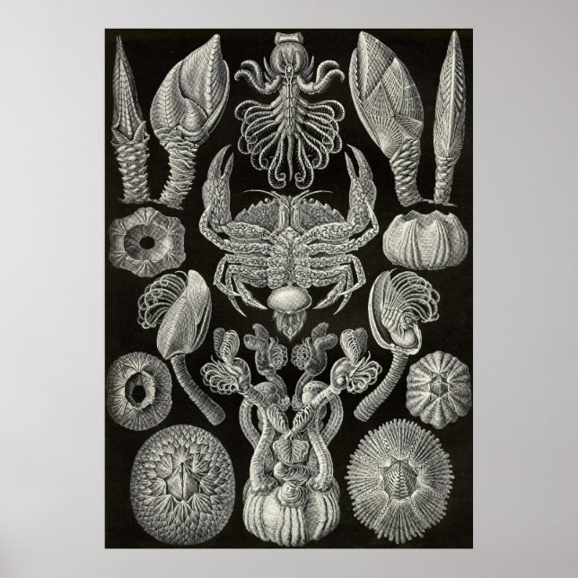 Póster Ernst Haeckel - Cirripedia (Frente)