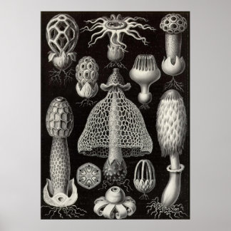Poster Ernst Haeckel - Cogumelos Basimycetes