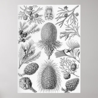 Póster Ernst Haeckel - Coniferae