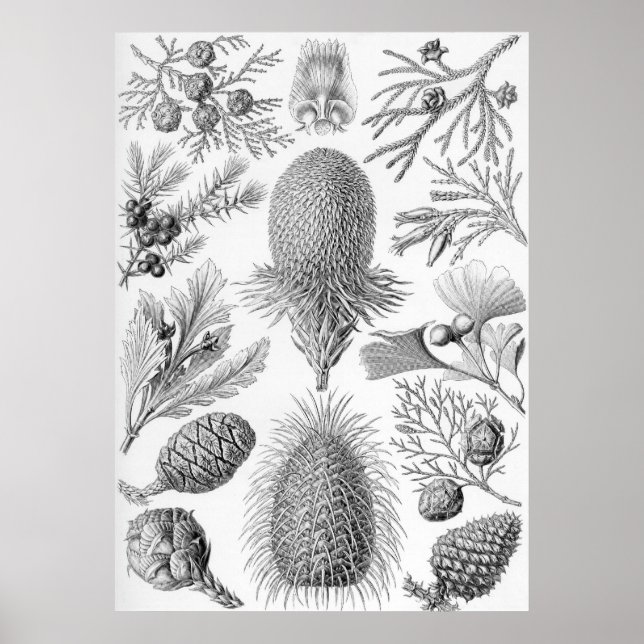 Póster Ernst Haeckel - Coniferae (Frente)