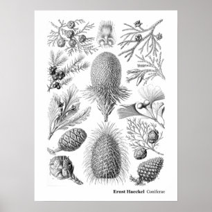 Poster Ernst Haeckel Coniferae preto e branco