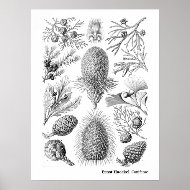 Poster Ernst Haeckel Coniferae Preto e Branco (Frente)