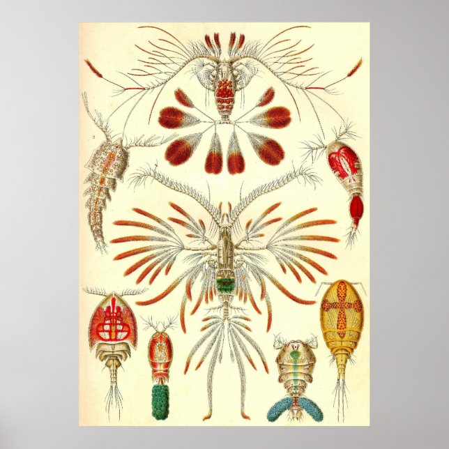 Poster Ernst Haeckel - Copepoda (Frente)