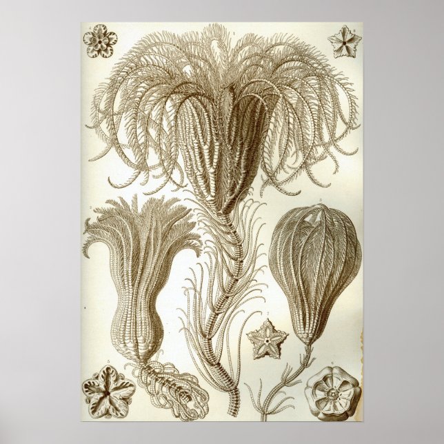 Póster Ernst Haeckel Crinoidea (Frente)