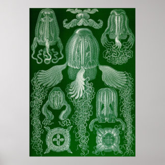 Póster Ernst Haeckel - Cubomedusae Jellyfish