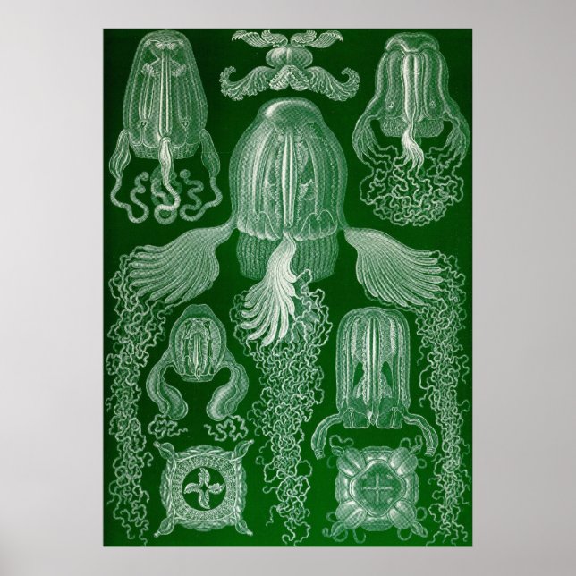 Póster Ernst Haeckel - Cubomedusae Jellyfish (Frente)
