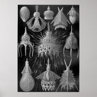 Póster Ernst Haeckel Cyrtoidea