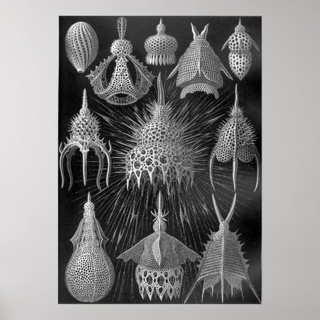 Póster Ernst Haeckel Cyrtoidea (Frente)