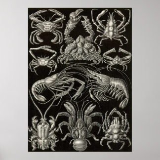 Poster Ernst Haeckel - Decapoda