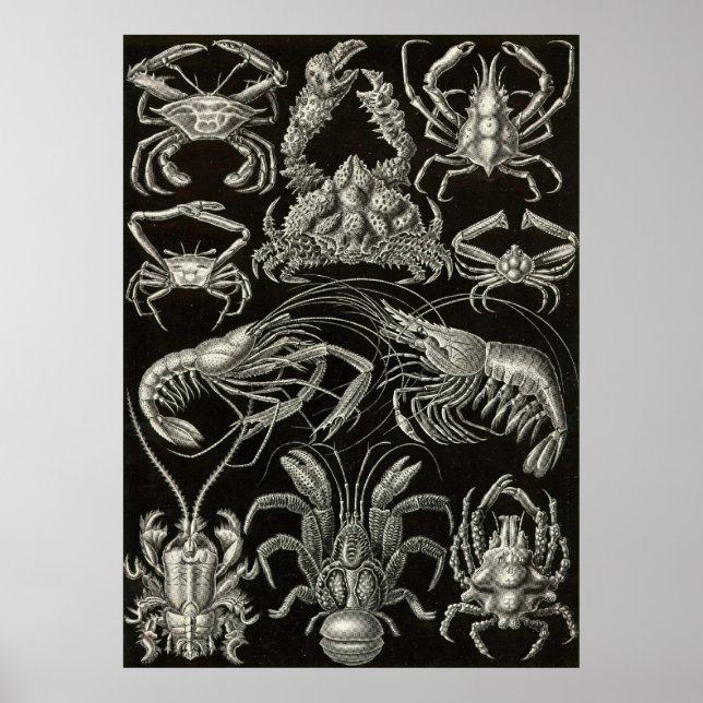 Poster Ernst Haeckel - Decapoda (Frente)