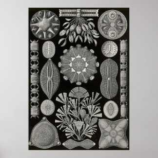 Poster Ernst Haeckel - Diatomea2