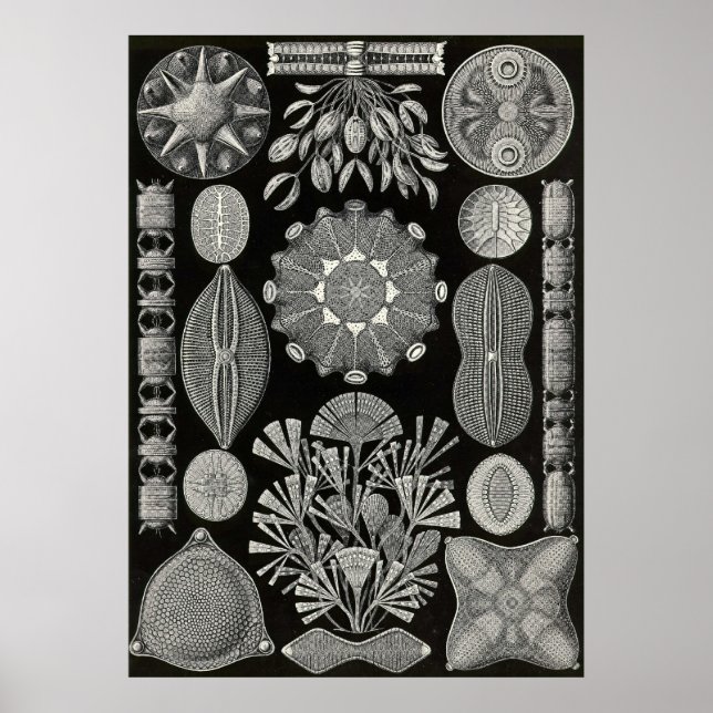 Poster Ernst Haeckel - Diatomea2 (Frente)