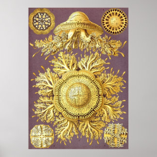 Poster Ernst Haeckel - Disco3