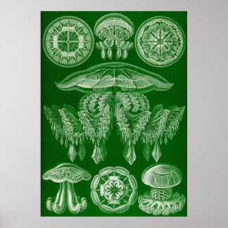 Póster Ernst Haeckel - Disco4