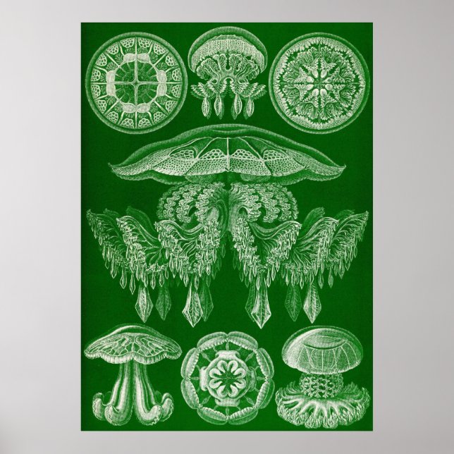 Póster Ernst Haeckel - Disco4 (Frente)