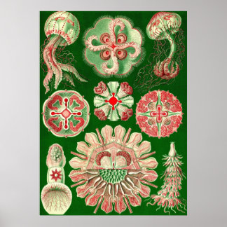 Póster Ernst Haeckel - Disco5