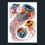 Poster Ernst Haeckel Discomedusae<br><div class="desc">A 8ª Prata da Natureza Kunstformen der Nature de Ernst Haeckel, de 1904. Este impressão apresenta vários peixes gelatinosos.</div>