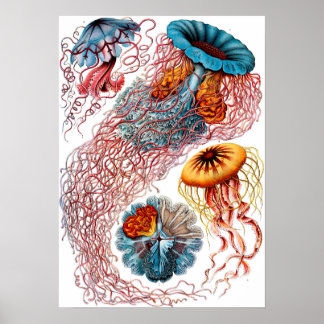 Poster Ernst Haeckel Discomedusae Jellyfish