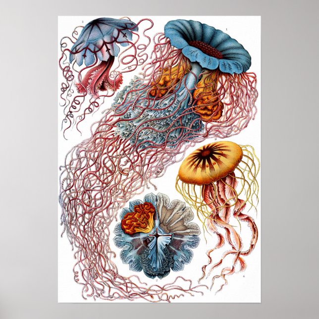 Poster Ernst Haeckel Discomedusae Jellyfish (Frente)