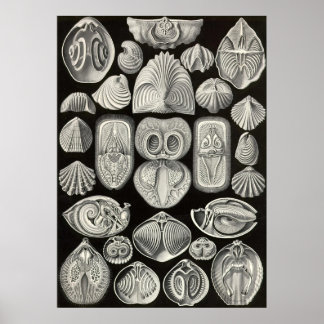 Póster Ernst Haeckel - Espirobranchia