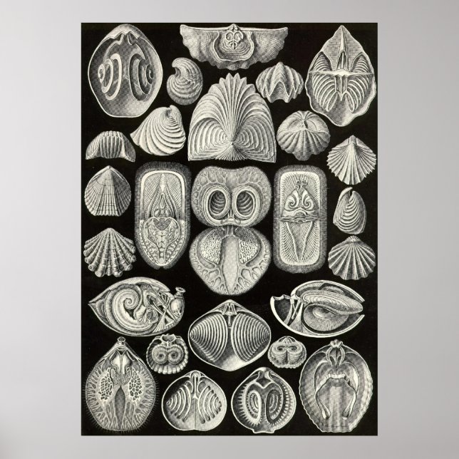 Póster Ernst Haeckel - Espirobranchia (Frente)