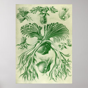 Póster Ernst Haeckel - Filicinae