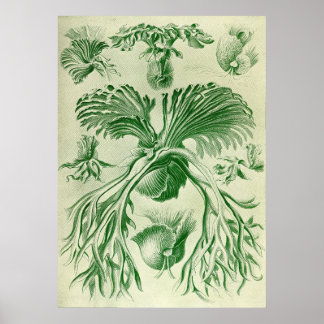 Póster Ernst Haeckel - Filicinae