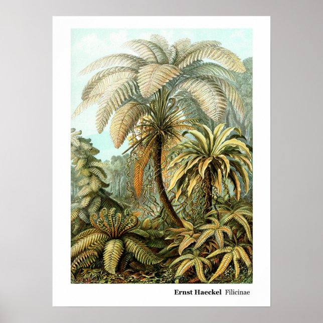 Poster Ernst Haeckel Filicinae (Frente)