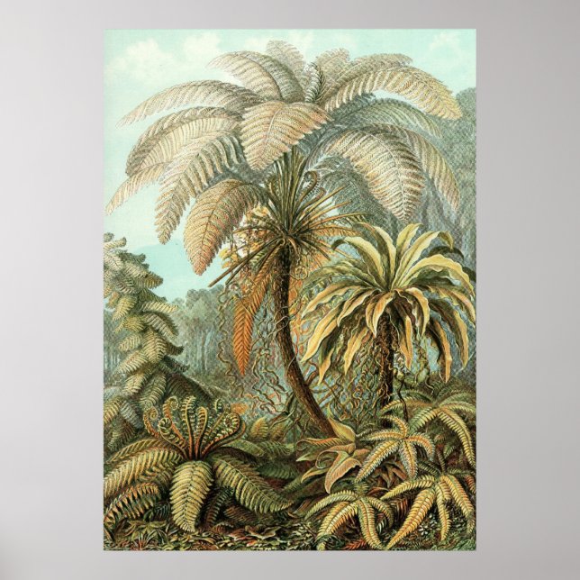 Póster Ernst Haeckel - Filicinae2 (Frente)