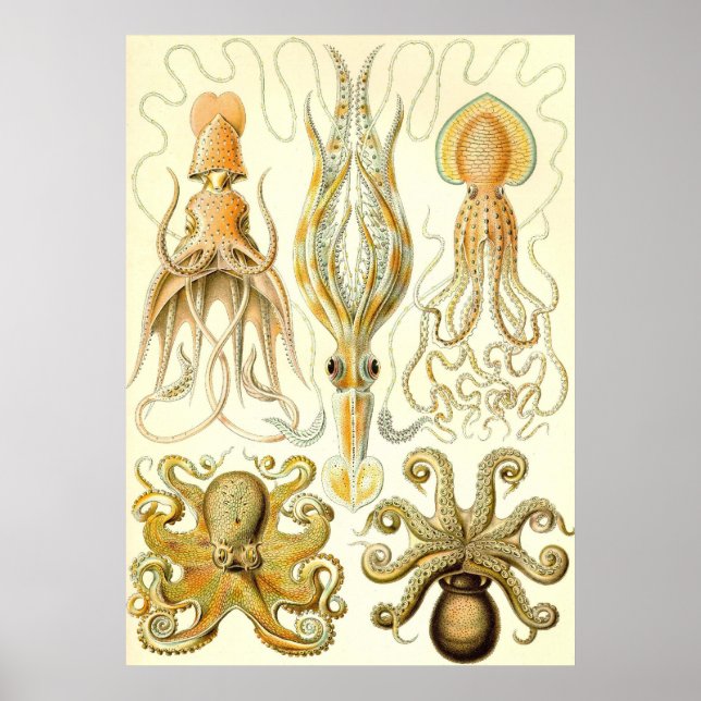 Poster Ernst Haeckel - Gamochonia (Frente)
