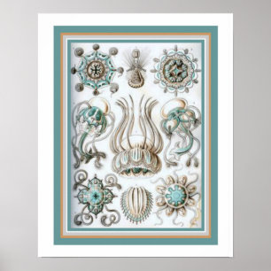 Póster Ernst Haeckel "Geometria Sagrada" 16 x 20 Impressã