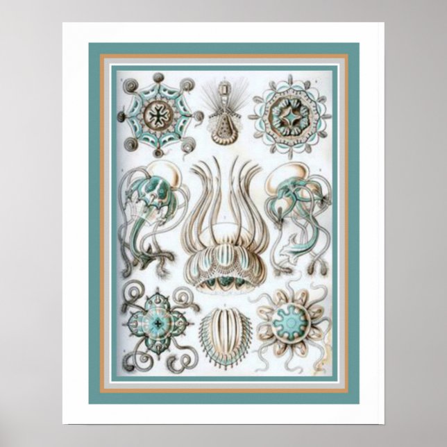 Póster Ernst Haeckel "Geometria Sagrada" 16 x 20 Impressã (Frente)