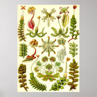 Poster Ernst Haeckel - Hepaticae