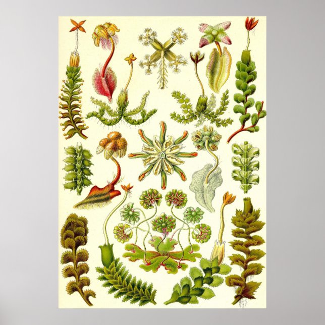 Poster Ernst Haeckel - Hepaticae (Frente)