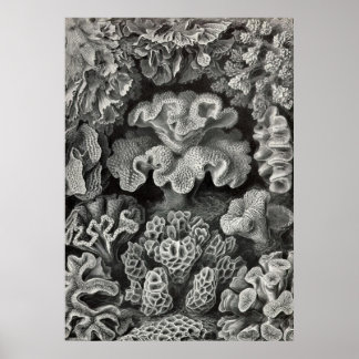 Póster Ernst Haeckel - Hexacoralla2 Coral