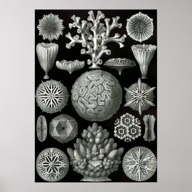 Póster Ernst Haeckel Hexacorallia Coral (Frente)