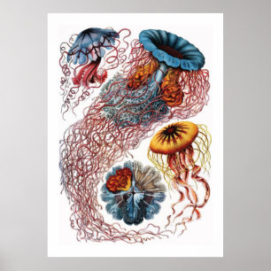 Poster Ernst Haeckel Jellyfish
