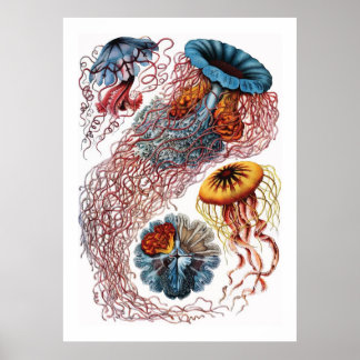 Poster Ernst Haeckel Jellyfish