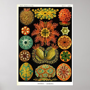 Poster Ernst Haeckel Kunstformen der Natural Asscidiano