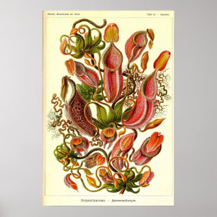 Poster Ernst Haeckel Kunstformen der Nature Nepenthaceae