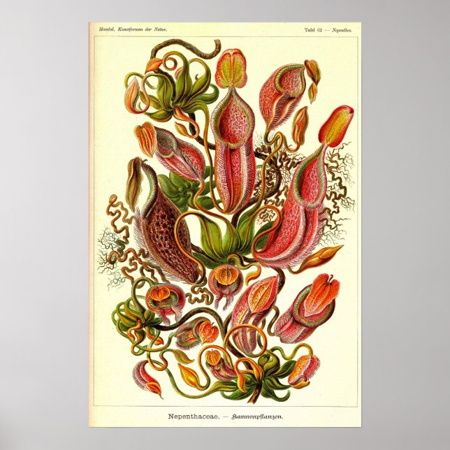 Poster Ernst Haeckel Kunstformen der Nature Nepenthaceae (Frente)