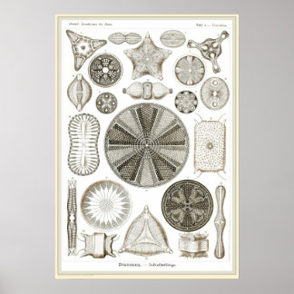 Póster Ernst Haeckel - Kuntsformen der Nature - Tafel 4
