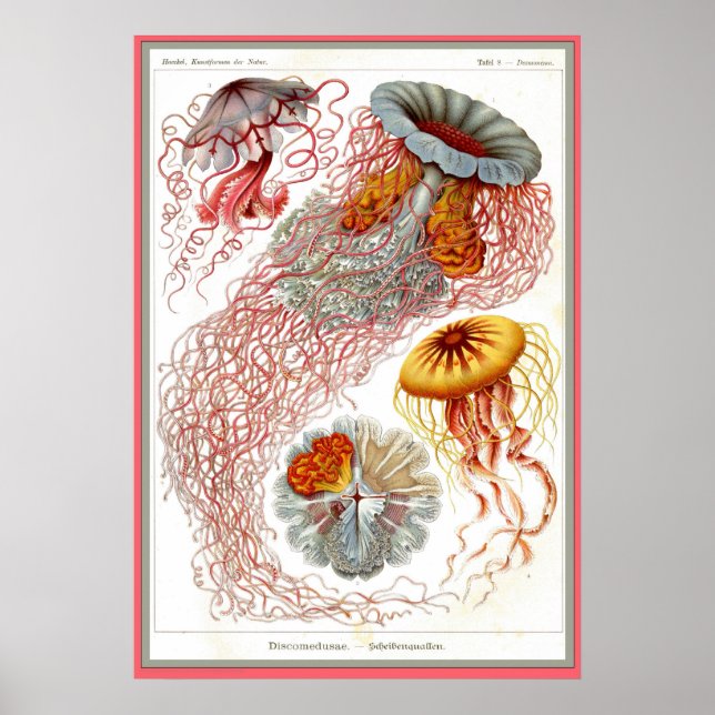 Poster Ernst Haeckel - Kuntsformen der Nature - Tafel 8 (Frente)