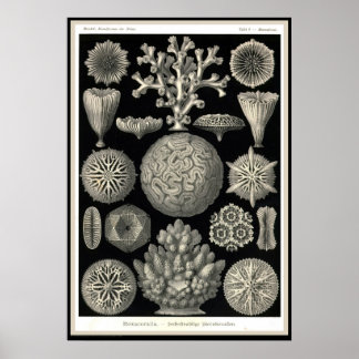 Poster Ernst Haeckel - Kuntsformen der Nature - Tafel 9